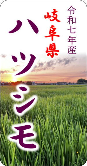 7gifu hatsushimo